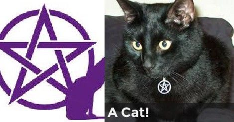 A Cat! | What Animal is Your Familiar? Witch Familiar Animals, Lion Meaning, What Animal Are You, Witches Familiar, Animal Companions, A Cat, Witch, Animals