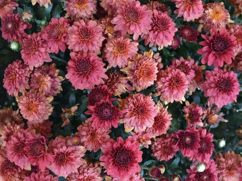 Discover what you need to know for growing mums from seed. Chrysanthemum Growing, Mum Seeds, Chrysanthemum Seeds, Hardy Mums, Hgtv Garden, Mums The Word, Mums Flowers, Easy Landscaping, Hardy Perennials