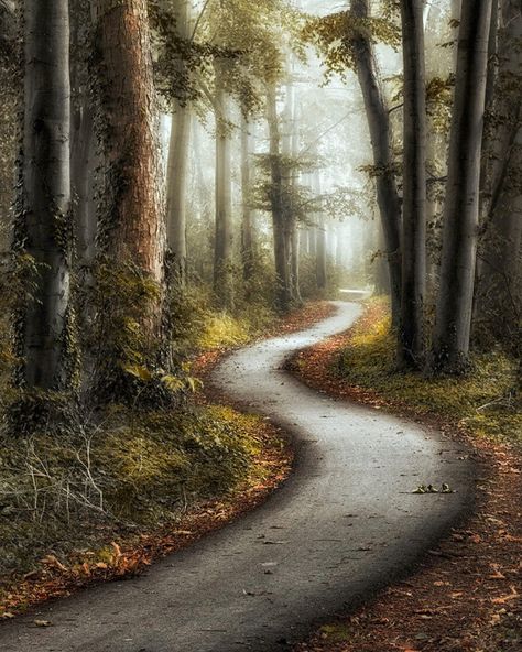 Winding path in the forest (no location given) by Lars van de Goor cr. Best Landscape Photography, Wood Illustration, Forest Drawing, Pathway Landscaping, Forest Background, Forest Trail, My Fantasy World, Forest Path, Magic Forest