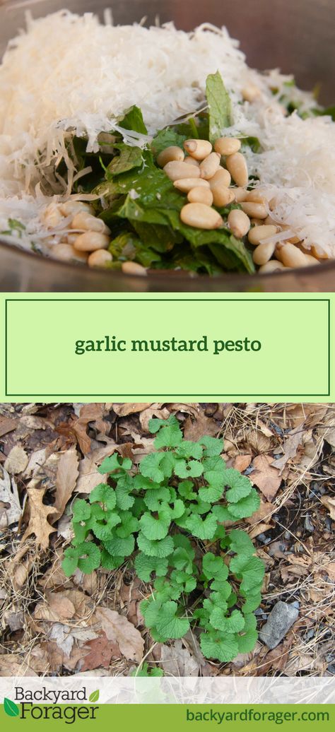 Garlic Mustard Pesto: a Classic Forager's Recipe - Backyard Forager Granola Life, Garlic Mustard, Foraging Recipes, Garlic Scapes, Homemade Ravioli, Pasta Rice, Foraged Food, Wild Garlic, Herbal Recipes