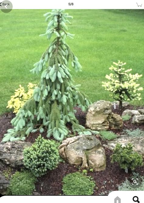 Evergreen Landscape, Conifers Garden, Cheap Landscaping Ideas, Evergreen Garden, Backyard Landscape, Front Landscaping, Rock Garden Landscaping, Front Yard Garden, Landscaping Tips