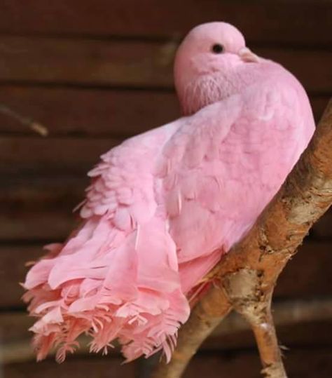 Pink 'fancy' pigeon. Fantail Pigeon, Pink Pigeon, Pink Bird, Funny Birds, All Birds, Exotic Birds, Pretty Birds, Colorful Birds, Cute Birds