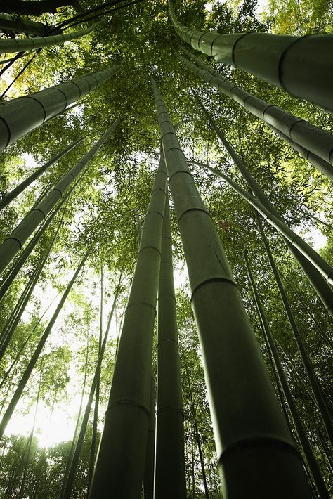 @ bamboo forest, kyoto, japan Kyoto Bamboo Forest, Bamboo Forest Kyoto, Eternal Monarch, Bamboo Forest, Kyoto Japan, Kyoto, Forest, Japan, Quick Saves