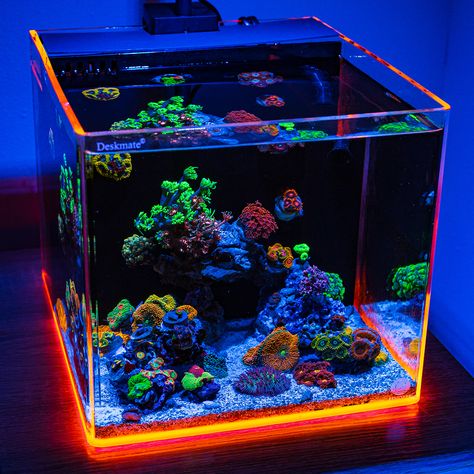 Pico Reef Tank, Indoor Rabbit Cage, Coral Fish Tank, Tank Terrarium, Snail Tank, Marine Fish Tanks, Fish Tank Themes, Fish Tank Terrarium, Indoor Rabbit