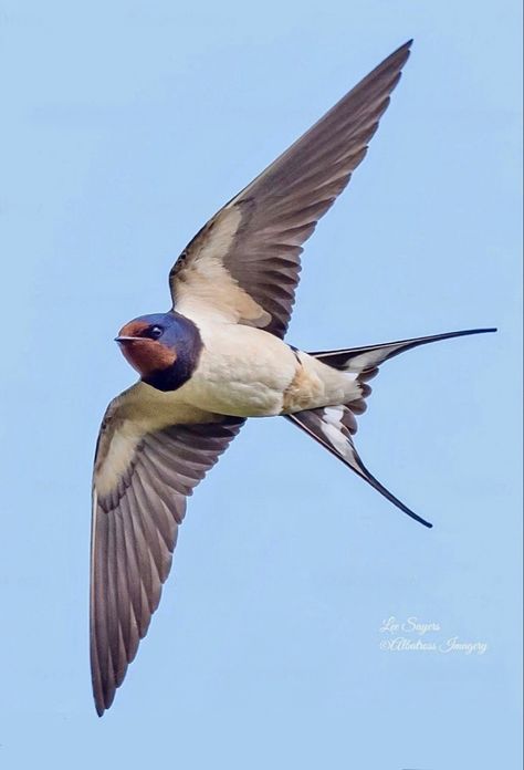 Bird Reference Photos Flying, Flying Bird Photo, Swallow Flying Photography, Swallows In Flight, Flying Birds Photography, Birds In Flight Photographs, Swallow Bird Photography, Bird Photography Flying, Small Bird Flying