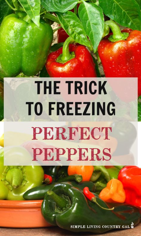 Freezing Peppers From Garden, How To Freeze Peppers, Freezing Green Peppers, Freeze Peppers, Freezing Food Guide, Freezing Bell Peppers, Freezing Veggies, Jalapeño Jelly, Freezing Peppers