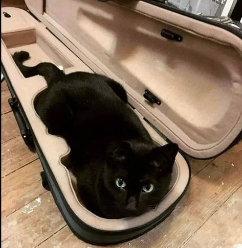 Violin Art, Violin Design, Musician Humor, Violin Case, Music Jokes, Violin Music, A Black Cat, Music Aesthetic, Dessin Adorable