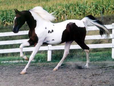 National Show Horse Info, Origin, History, Pictures | Horse Breeds ... National Show Horse, Horse Info, American Saddlebred, Show Horse, Paint Horse, History Pictures, Horse Photos, Horse Care, Horse Coloring