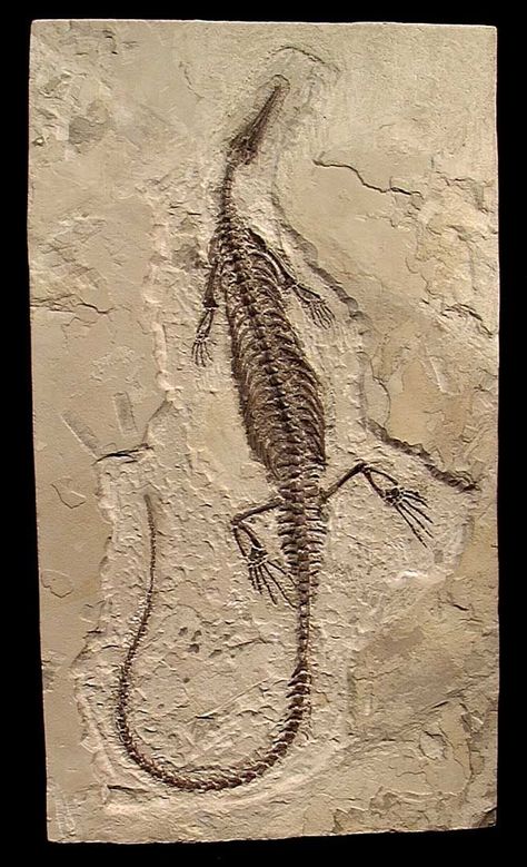 Fossil Mesosaur (Mesosaurus urasiliensis) Permian Period 298-248 million years ago found in Brazil and South Africa Sharp Nose, Paleo Foods, Fossil Bones, Rocks And Fossils, Ancient Animals, Extinct Animals, Cool Rocks, Deviant Art, Dinosaur Fossils