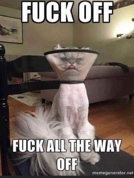 Cat Memes Funny, Grumpy Cat Quotes, Funny Animals With Captions, Cat Jokes, Cat Quotes Funny, Memes Of The Day, Cat Meme, Funny Animal Jokes, Cat Training