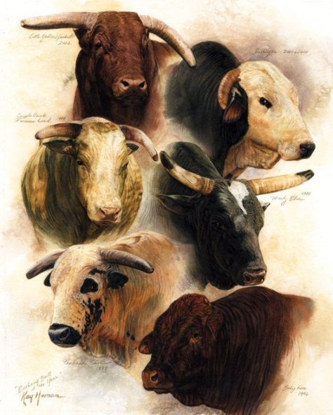 Pbr Bull Riders, Pbr Bull Riding, Bull Pictures, Bulls Wallpaper, Bucking Bulls, Cow Photography, Professional Bull Riders, Bull Painting, Rodeo Cowboys