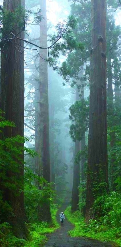 GIANT FOREST....a unique 1,880 acre forest of giant sequoia trees (the largest trees in world)...home to five of the ten largest trees on earth....located within Sequoia National Park in the western Sierra Nevada of California Redwoods California, Sequoia National Park California, Giant Sequoia, Kings Canyon National Park, National Park California, Image Nature, Kings Canyon, Sequoia National Park, Tall Trees