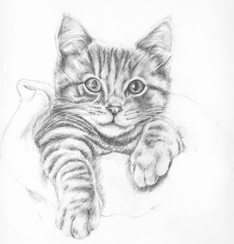 15 Easy Cat Drawing Ideas and Tutorials for Everyone - Beautiful Dawn Designs Realistic Cat Drawing, Simple Cat Drawing, Cats Drawings, Cat Drawing Tutorial, Cats Art Drawing, Kitten Drawing, Pencil Drawings Of Animals, Drawing Ideas Creative, Cat Sketch