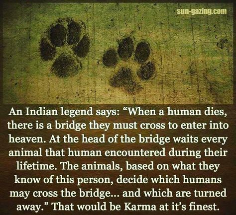 "An Indian legend says, 'When a human dies, there is a bridge . . . " Indian Legends, Paw Prints, Animal Quotes, Dog Quotes, An Animal, Dog Life, I Love Dogs, Writing Prompts, Dog Love