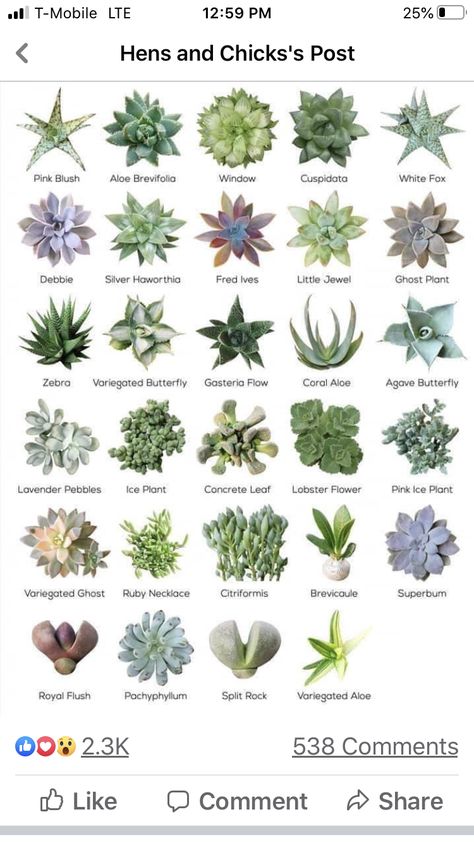 Indoor Plant Species, Identifying Succulents, Succulents Care, Suculent Plants, Types Of Succulents Plants, Succulent Names, Kaktus Dan Sukulen, Garden Succulents, Plant Landscape