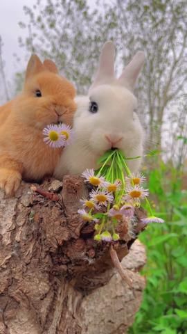 (22)Hay have a good day ! #gnamgnam #bunny #rabbit #hay #petsoftiktok #cut... | TikTok Take Over The World, Cute Bunny Pictures, House Rabbit, Pet Bunny, Super Cute Animals, Pretty Animals, Safe Haven, Have A Good Day