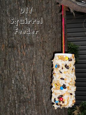 Diy Squirrel Feeder, Diy Peanut Butter, Squirrel Feeder Diy, Squirrel Food, Squirrel Feeders, Squirrel Feeder, A Squirrel, Can Dogs Eat, Backyard Birds