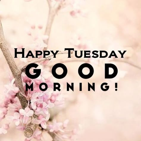 Good Morning Tuesday Images, Happy Tuesday Morning, Tuesday Quotes Good Morning, Tuesday Greetings, Bon Mardi, Morning Quotes For Friends, Happy Tuesday Quotes, Good Morning Tuesday, Good Morning Quotes For Him