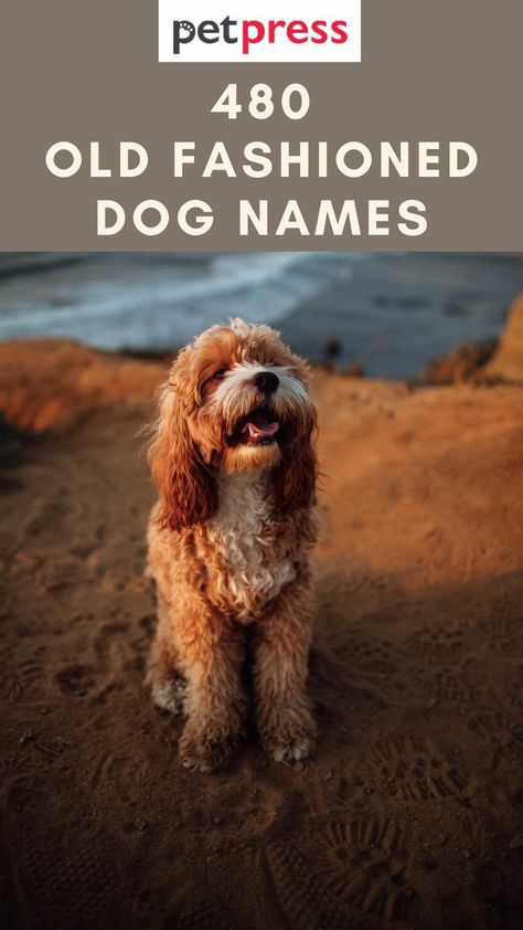 480 Old Fashioned Dog Names - Old School Dog Name Ideas Alcohol Dog Names, Old Man Names For Dogs, Boho Dog Names, Cocker Spaniel Names, Farm Dog Names, Preppy Dog Names, Original Dog Names, Funny Names For Dogs, Female Dog Names Unique