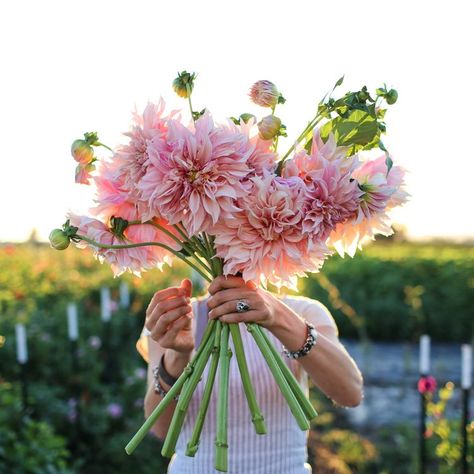 Cafe au Lait Dahlia love - Floret Flowers Flower Farmer, Cut Flower Garden, Flower Farm, Flower Lover, Types Of Flowers, Martha Stewart, Cut Flowers, Love Flowers, Garden Inspiration