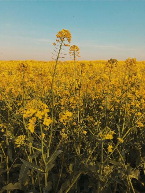 Seed Flowers, Rapeseed Field, Aesthetic Roses, Flowers Aesthetic, Flower Field, Dnd Characters, Where To Go, Mood Board, Seeds