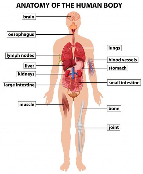 Diagram showing anatomy of human body Pr... | Premium Vector #Freepik #vector #medical #brain #health #science Human Organ Diagram, Human Body Organs Anatomy, Human Body Nervous System, Body Organs Diagram, Human Body Systems Projects, Anatomy Of Human, Human Body Diagram, Human Anatomy Model, Human Respiratory System