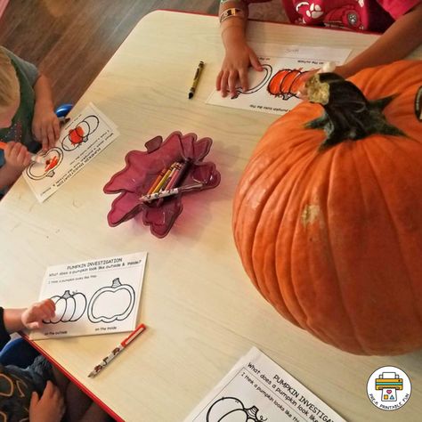 Pumpkin Investigations for Preschoolers - Pre-K Printable Fun Pumpkins For Preschoolers, Pumpkin Sorting Preschool, Pumpkin Patch Center Preschool, Pumpkin Observation Preschool, Pumpkin Vocabulary Preschool, Pumpkin Language Activities Preschool, Pumpkin Investigation, Pre K Activities, A Pumpkin