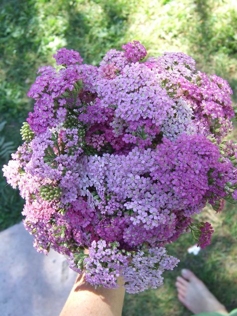 Achillea bouquet Yarrow Wedding Flowers, Yarrow Flower Bouquet, Yarrow Bouquet, Yarrow Flower, List Of Flowers, Flower Farmer, Flower Studio, Garden Fairy, Wedding Florals