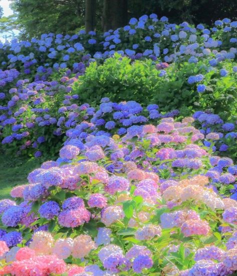 Hydrangea Field, Flower Field Aesthetic, Field Aesthetic, Designer Fans, Hydrangea Painting, Morning Light, Freelance Illustrator, Flower Field, Hydrangea