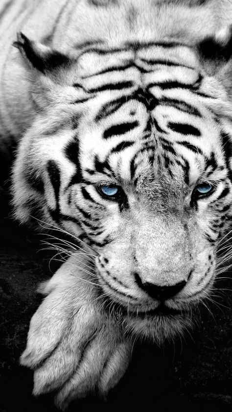 Wallpaper Tigre, Tiger Wallpaper Iphone, Tiger Facts, Snow Tiger, Wild Animal Wallpaper, Tiger Wallpaper, Lion Wallpaper, Beautiful Blue Eyes, Pet Tiger