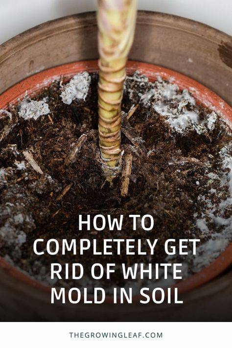 Say Goodbye to White Mold in Soil! 🌱 Discover 7 proven methods to completely eliminate this common issue plaguing your plants. From physical removal and repotting to natural antifungal remedies and preventive measures, we've got you covered. Click the link to learn how to rescue your plants and ensure a mold-free environment. ��🌿🪴 #PlantCare #GardeningTips #MoldRemoval #HealthyPlants White Mold In Plant Soil, How To Get Rid Of White Mold On Plants, How To Get Rid Of Mold On Plant Soil, Mold On Plant Soil, Natural Fungicide For Plants, Mold On Soil Of Indoor Plants, Plant Remedies, Plant Obsession, Natural Antifungal