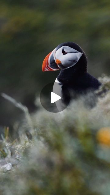 Asa Steinars, Iceland Puffins, Airplane Mode, Cute Birds, Iceland, The Good Place, Travel Destinations, Birds, Photographer