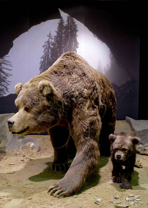 Cave bear (Ursus spelaeus) | DinoAnimals.com Snow Planet, Animal Sketching, Short Faced Bear, European Tribes, Male Skeleton, Bear Skull, Sketching References, Cave Bear, Limestone Wall