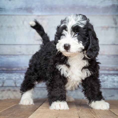 A Visual Guide to All the Different Types of Poodle Mixes, Also Called Doodle Dogs Bernese Mountain Dog Poodle, Gentle Giant Dogs, Best Hypoallergenic Dogs, Doodle Dog Breeds, Anjing Poodle, Mini Bernedoodle, Dog Behaviorist, Shih Poo, Bernedoodle Puppy