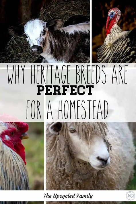 Heritage Pig Breeds, Sheep Breeds Chart, Heritage Breeds Livestock, Homestead Livestock, Raising Livestock, Heritage Chicken Breeds, Homestead Layout, Small Farming, Livestock Shelter