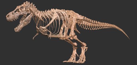 ArtStation - Tyrannosaurus Rex skeleton [SUE / STAN] by. Vitamin Imagination, Vitamin Imagination Tyrannosaurus Skeleton, Tyrannosaurus Rex Skeleton, Dinosaur Statue, Dinosaur Exhibition, Full Leg Tattoos, Largest Dinosaur, Dinosaur Park, Skeleton Drawings, Jurassic World Dinosaurs