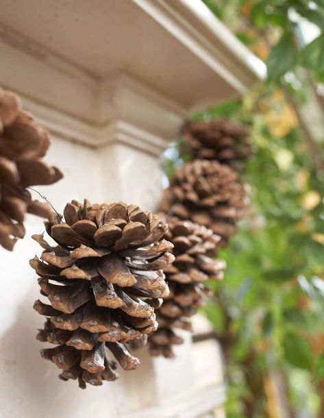 Pinecone garland Pine Cones Decorations, Pinecones Ideas, Wallpaper Thanksgiving, Natural Holiday Decor, Pinecone Crafts, Pinecone Garland, Outside Games, Painted Pinecones, Drawing Christmas