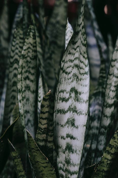 Step By Step Instructions to Save your Snake Plant from Root Rot - The Healthy Houseplant Snake Plant Aesthetic, Photography Aesthetic Ideas, Art Photography Aesthetic, Snake Plant Care, Desk Plants, Clean Pots, Root Rot, Desert Design, Soil Testing