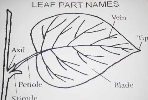 Fall Leaf Rubbings Leaf Rubbings, Leaf Identification, Leaf Coloring Page, Tree Identification, Nature School, Parts Of A Flower, Plant Science, Forest School, Plant Identification