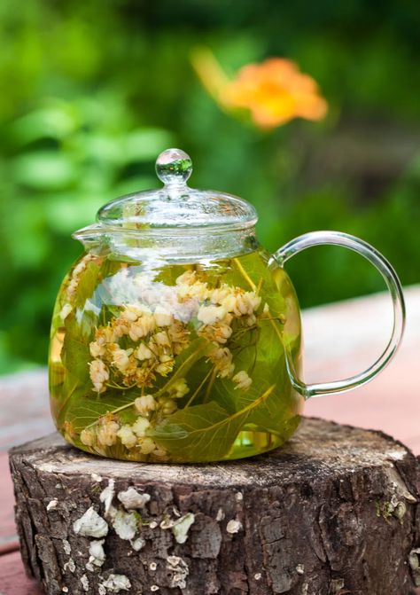 Linden Tea for a Summer Afternoon – Cooking Melangery Linden Tea, Linden Flower, Bedtime Tea, Blooming Tea, Glass Teapot, Tea Art, My Cup Of Tea, Flower Tea, Tea Shop