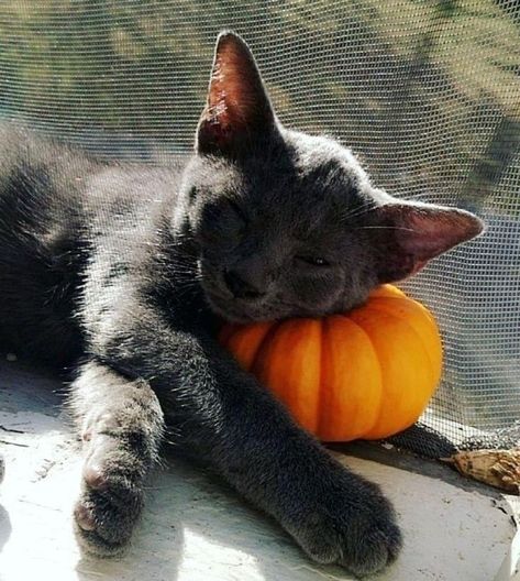 Cat Halloween Photoshoot, Cat Fall Aesthetic, Fall Icons, Fall Cat, Cutie Cat, Fall Cats, Pumpkin Pictures, Pet Pictures, Pumpkin Cat