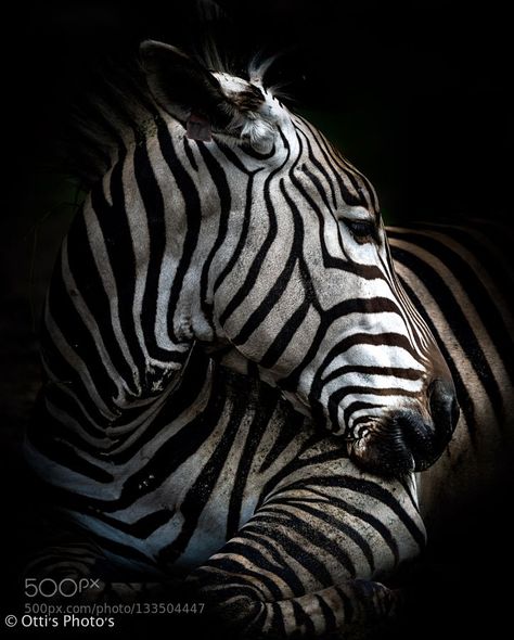 Zebra Photography, Zebra Art, African Wildlife, Pink Zebra, African Animals, Wildlife Animals, Animal Planet, Zebras, Animals Friends