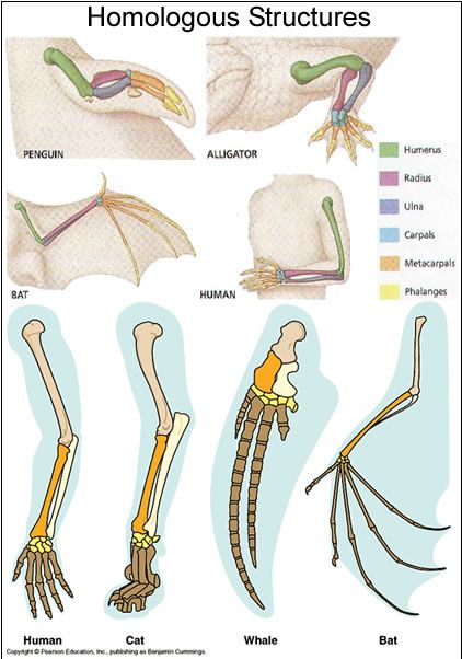 Homologous structures: share a common ancestor, appendage may not serve the sam function, presently, but are structurally similar. #evolution #biology Homologous Structures, Biology Classroom, High School Biology, 8th Grade Science, Theory Of Evolution, Ap Biology, Biology Lessons, Teaching Biology, Biology Notes