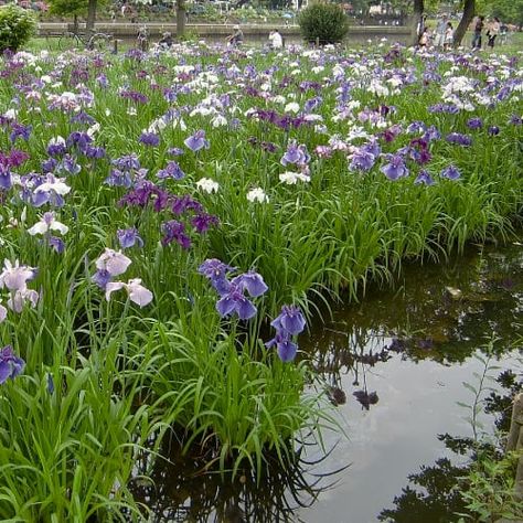 Japanese iris plants in water Plants For Waterlogged Soil, Japanese Iris Plants, Plants That Grow In Water Outdoors, Plants That Absorb Excess Water, Plants That Love Water, Plants For Wet Areas Backyards, Standing Water In Yard Solutions, Waterlogged Garden, Water Loving Plants