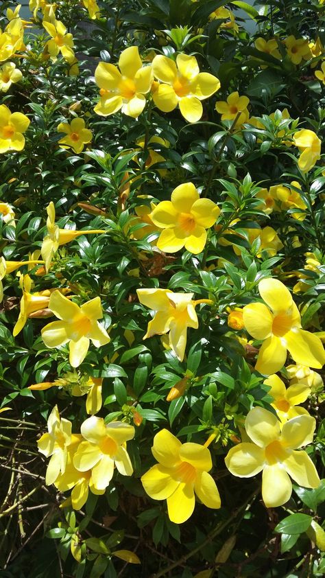 Yellow Bells Flowers, Yellow Bell Flowers, Campanula Flowers, Nature Reference, Plants Decor, House Plants Decor, Little Garden, Flowers Nature, Modern Garden