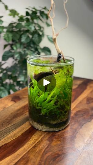 7.4K views · 145 reactions | Aquajar #aquarium #aquascape | The Urban Nemophilist The Urban, Plants