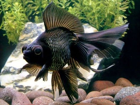 Black Moor Goldfish Black Moor Goldfish, Black Goldfish, Aquarium Tips, Comet Goldfish, Oranda Goldfish, Goldfish Tank, Fish Bowls, Pretty Fish, Golden Fish