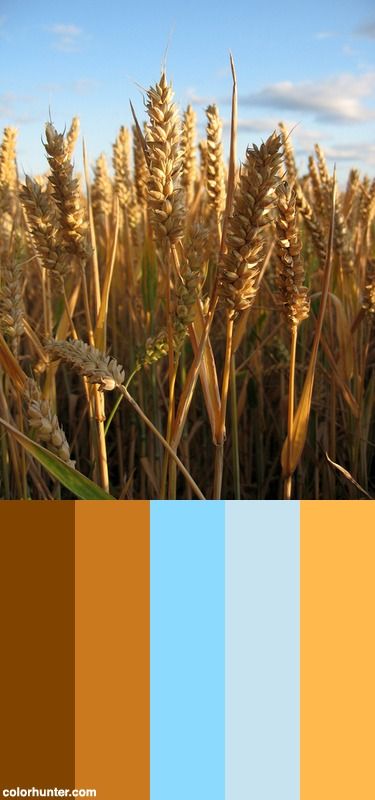 Wheat Color Scheme Wheat Field Color Palette, Wheat Colour Palette, Wheat Color Palette, Photography Major, Garage Floor Paint, Painted Patio, Interior Remodel, Colorful Space, Color Games