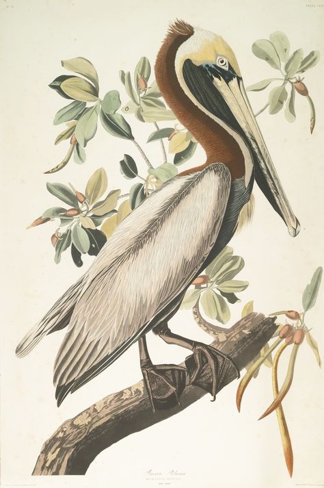 John James Audubon (After), BROWN PELICAN Hand-colored engraving, etching and aquatint, 1835, by R. Havell, on wove paper with the J. Whatman 1836 watermark, framed sheet 958 by 635 mm 37 3/4 by 25 in.  Estimate  40,000 — 60,000  USD  LOT SOLD. 56,250 USD Pelican Drawing, Audubon Prints, Pelican Art, Pelican Bird, Brown Pelican, John Gould, Vintage Bird Illustration, Audubon Birds, James Audubon