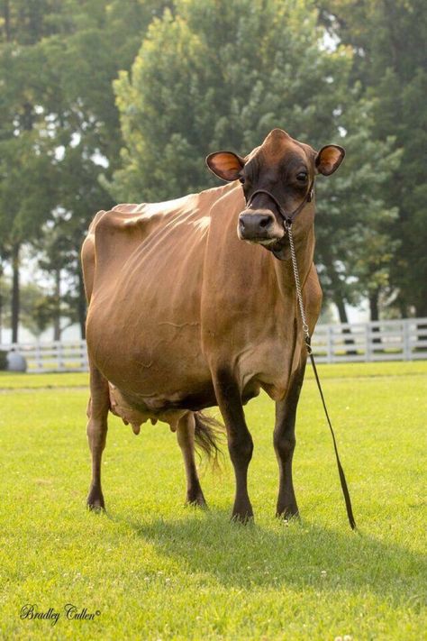 Jersey Cow Types, Gado Leiteiro, Jersey Cattle, Milk Cows, Farm Prints, Jersey Cow, Dairy Cattle, Cattle Breeds, Happy Cow